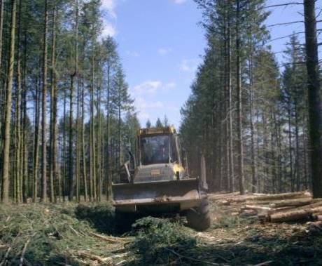 The Time of Forests